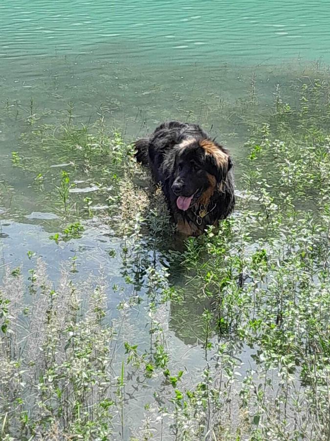 Holiday Guesthouse La Casina Di Butzi Pet Friendly - Terme Di Arta - Zoncolan Arta Terme Dış mekan fotoğraf